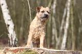 BORDER TERRIER 005